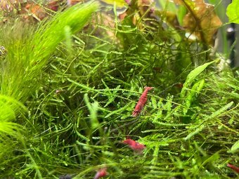 Krevetka red sakura - 3