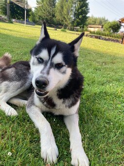 Sibiřský husky štěňata - 3