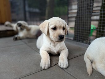 Labrador, štěňátka - 3