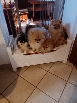 Pomeranian/Zwergspitz s PP - 3