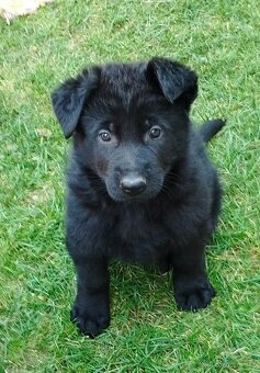 Prodám štěňata německého ovčáka s PP - 3