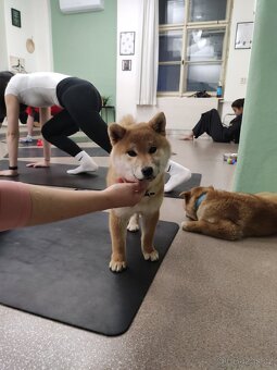 Shiba inu s PP - 3