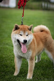 Shiba inu s PP - 3