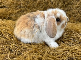 Mini lop zakrslí beránci - 3