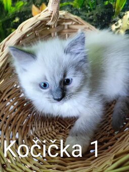 Ragdoll koťátka bez PP - 3
