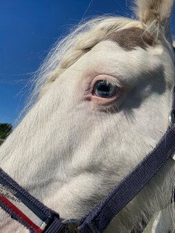 Irský Cob-výměna nebo prodej - 3