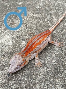 R. Auriculatus - 3