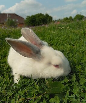 Nabízím králíčka - 3