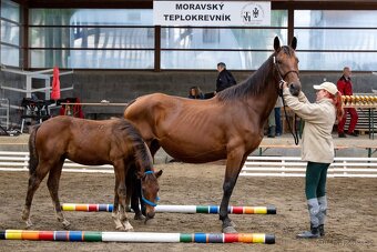 Hřebec 7 měsíců- Moravský Teplokrevník - 3