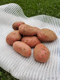 Konzumní brambory na uskladnění - 3