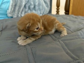 Mainská mývali - 3