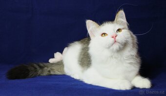 Sibiřská kočka - 3