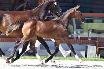 Drezurní hřebeček - 3