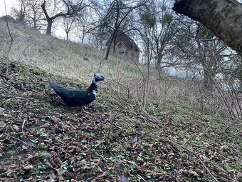 Kachny pižmové - 3