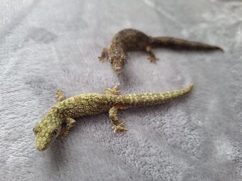 Eurydactylodes occidentalis - 3