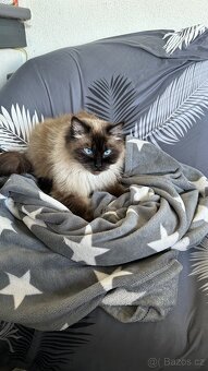 kocour Ragdoll - 3