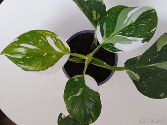 PHILODENDRON BÍLÍ ČARODĚJ - 3