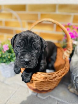 Cane Corso - 3