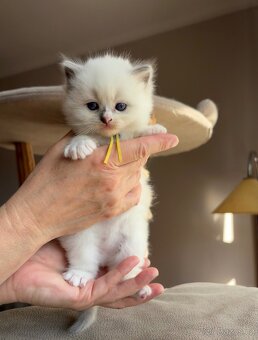 Ragdoll kočka / Ragdoll kotě - 3
