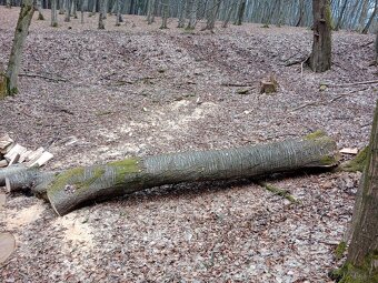 Prodám třešeň kulatinu průměr 70 cm - 3