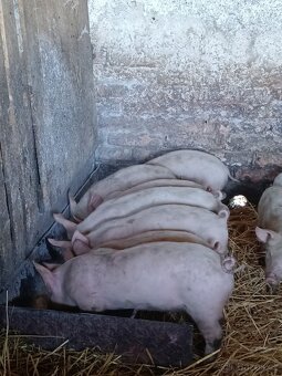 Prodám selata sele vepř prase prasata - 3