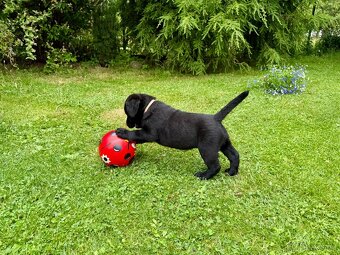 Labrador , Labradorský retriever s PP - 3