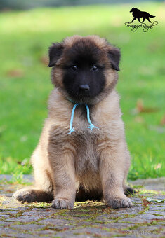 Belgický ovčák Tervueren - pejsek s PP - k odběru - 3