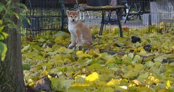 Shiba inu s PP /FCI / - 3