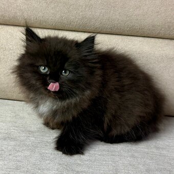 Sibiřská kočka -holčička Noella s PP - 3