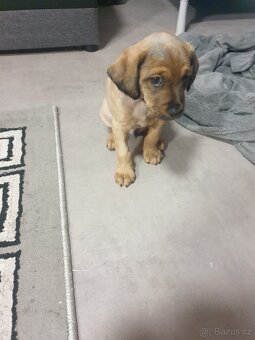 Štěně - 3