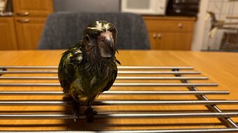 Papoušek senegalsky - 3