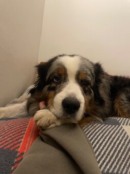 Pes Australského Ovčáka ke krytí - 3