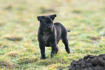 Thajský ridgeback s PP - černý pejsek - 3