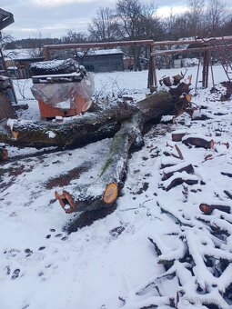 Prodám kmen třešně - 3