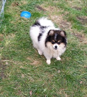 Pomeranian S PP - 3