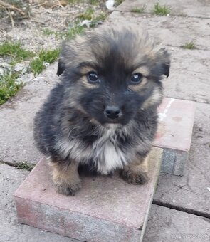 Štěňata ořiška - 3