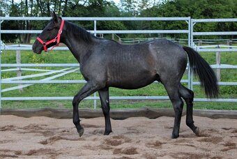 APH black roan po PG Gunpowder - 3