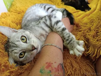 LEYLA - kastrovaná kočička 9 měsíců - 3