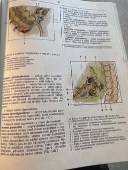 Anatomie 2, Čihák - 3