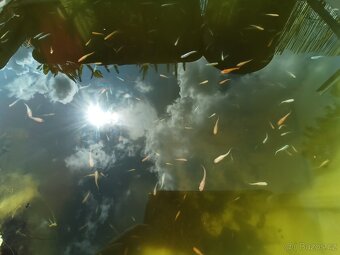 Medaka japonská,Oryzias latipes, Rýžová ryba - 3