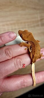 Pagekon řasnatý - 3