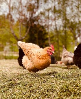 První jarní prodej kuřic 28.2.26 Hodkovice n. Mohelkou - 3