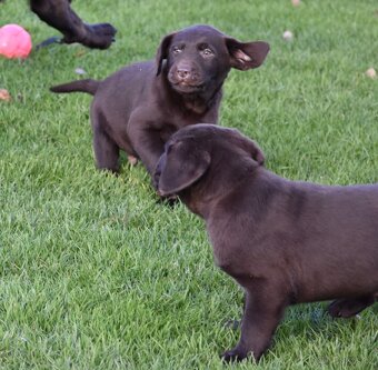 Labradorsky retrivr čistokrevný - 3