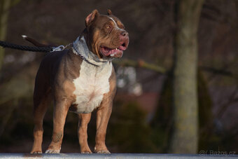 American bully XL - krásná miminka - 3