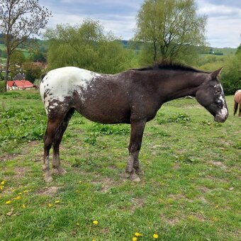Appaloosa - 3