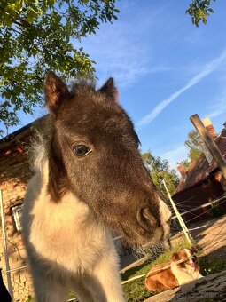 Pony kobylka - 3