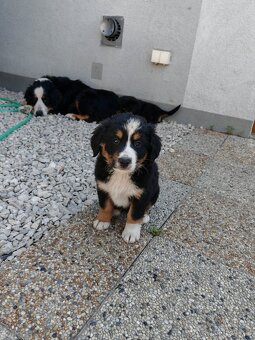 Šteniatka Berny salasisky - 3