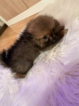 něměcký špic pomeranian - 3