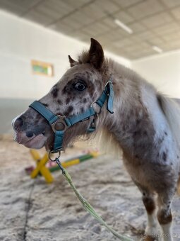 Prodám tříletou klisnu minihorse - 3