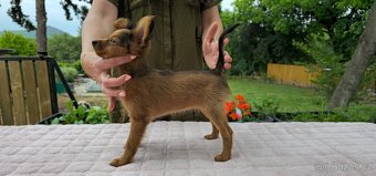 Rusky toy dlouhosrsty/civava/ prazsky krysarik - 3